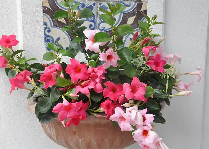 ミニョン メウブレ